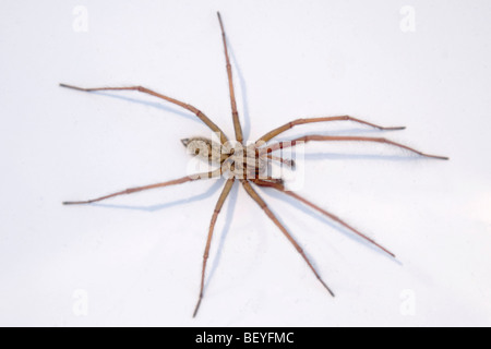 In Inghilterra , Londra , comune europeo Casa gigante Spider o Tegenaria Gigantea AKA Domestica Foto Stock