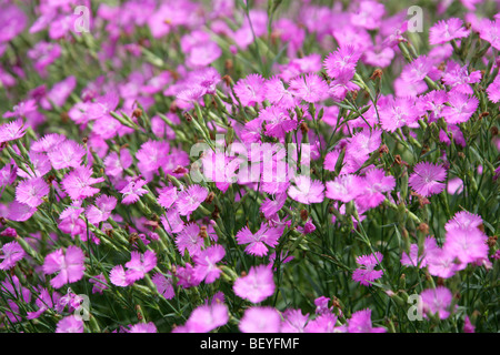 Ragged rosa o Sequier Rosa, Dianthus seguieri, Caryophyllaceae, Sud Ovest Europa, Asia temperata Foto Stock