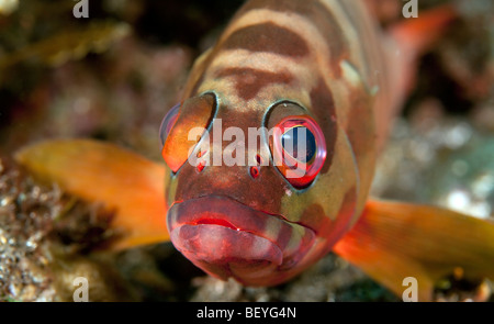 Close up colpo alla testa di pixy hawksfish sulla barriera corallina in Bali Indonesia Foto Stock