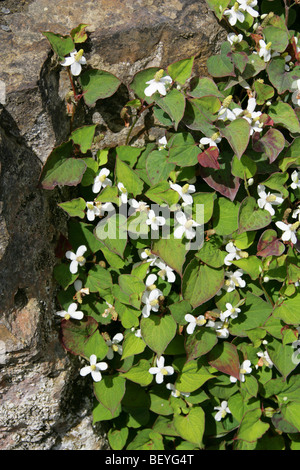 Impianto camaleonte, Houttuynia cordata, Saururaceae, Giappone, Corea, Cina del Sud e del sud-est asiatico. Foto Stock