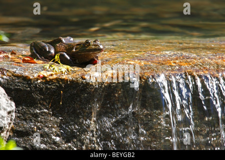 American Bullfrog (Rana catesbeiana) nel Central Park di New York. Foto Stock