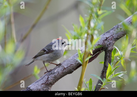Ruby-incoronato Kinglet (Regulus calendula calendula), la primavera migrante maschio adulto con ruby crest mostra. Foto Stock