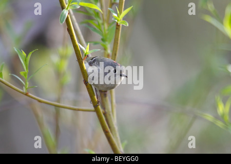 Ruby-incoronato Kinglet (Regulus calendula calendula), la primavera migrante maschio adulto con ruby crest mostra. Foto Stock