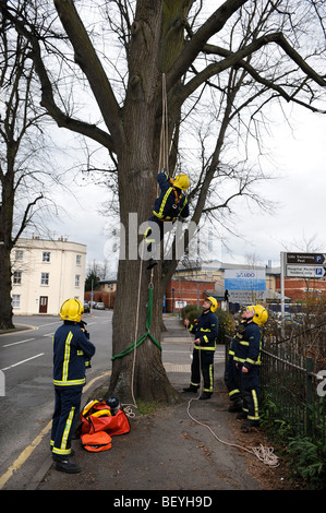 I vigili del fuoco pratica tree climbing in una strada a Cheltenham GLOUCESTERSHIRE REGNO UNITO Foto Stock