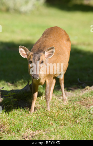 Muntjac Deer (Muntiacus reevesi). Femmina adulta. Norfolk, Inghilterra. Agosto Foto Stock