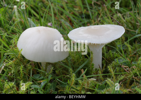 Snowy Waxcap - Hygrocybe virginea Foto Stock