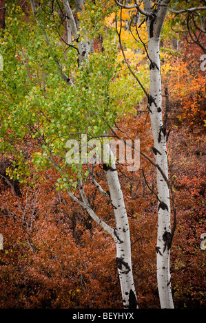 Autunno in Pipestone Canyon, appena fuori del Winthrop, Washington, trova l'Aspen alberi e gli altri al loro colore più intenso. Foto Stock