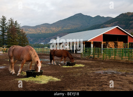 La bellissima Methow Valley, vicino a Mazama, è l'impostazione per questa scena pastorale di un cavallo ranch nel North Cascades Mts. Foto Stock