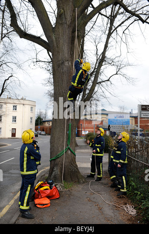 I vigili del fuoco pratica tree climbing in una strada a Cheltenham GLOUCESTERSHIRE REGNO UNITO Foto Stock