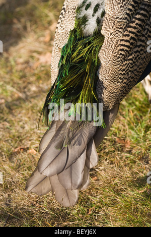 Comune, Indiano o Peafowl blu (Pavo cristata). Mostra emergere di sostituzione penne di coda dopo la muta di uccello maschio. Foto Stock