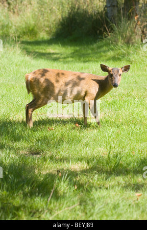 Muntjac Deer (Muntiacus reevesi). Femmina. Emergenti dal bosco sottobosco coperchio. In aperto. Norfolk. East Anglia. Regno Unito. L'estate. Foto Stock