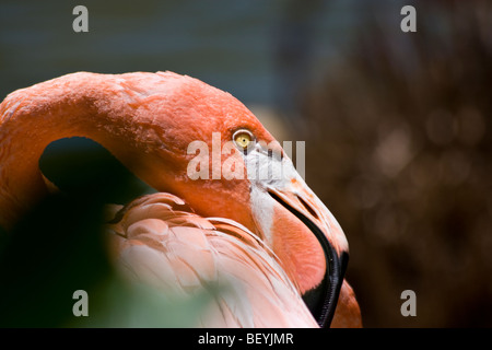 Il "profilo" di un "Caribbean Flamingo' a 'San Diego Zoo' di 'Sun Diego," "California". Foto Stock