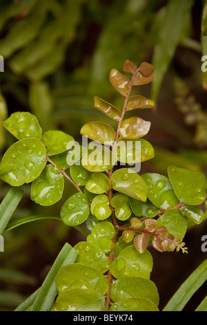 Immagine di fresco curry verde foglie piante con gocce d'acqua. Foto Stock