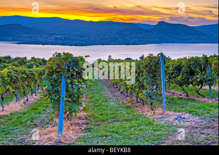 Tramonto sul lago Okanagan e i vitigni di Lang vigneti, Naramata, Okanagan-Similkameen regione Okanagan, British Columbi Foto Stock