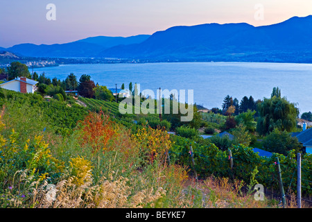 Tramonto sul lago Okanagan e un vigneto di Naramata, Okanagan-Similkameen regione Okanagan, British Columbia, Canada. Foto Stock