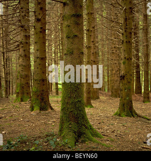 Gli alberi in una foresta di abeti Foto Stock