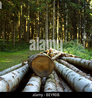 Tronchi di abeti in una radura del bosco Foto Stock