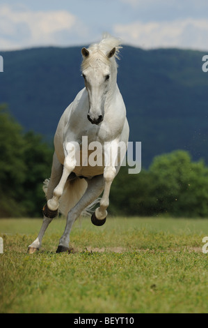 Cavallo andaluso (Equus caballus ferus), bianco castrazione al galoppo su un prato. Foto Stock