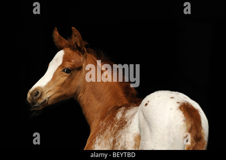 Cavallo AraAppaloosa (Equus caballus), puledro. Questa razza è una miscela di arabo e Appaloosa. Foto Stock