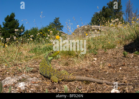 Ocellated lizard (Lacerta lepida) Foto Stock