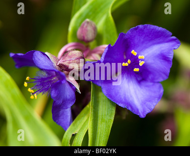 Tradescantia x andersoniana, uva Concorde anche noto come Spiderwort e Mosè in giunchi Foto Stock