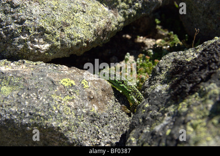 Iberian Rock Lizard (Iberolacerta monticola monticola) Foto Stock