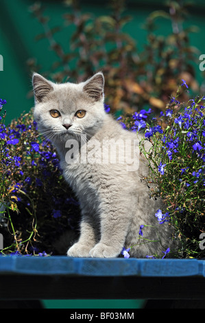 Il gatto domestico, British Shorthair (felis catus, Felis silvestris) seduto tra i fiori blu. Foto Stock