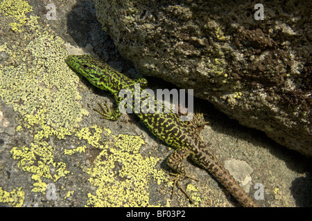 Iberian Rock Lizard (Iberolacerta monticola monticola) Foto Stock