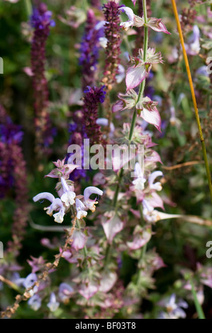 Savlia sclarea var turkestanica, Clary o Vaticano Salvia Foto Stock