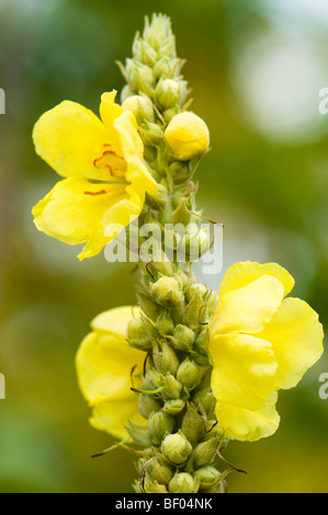 Molène thapsus, la Verga di Aronne, mullein Foto Stock