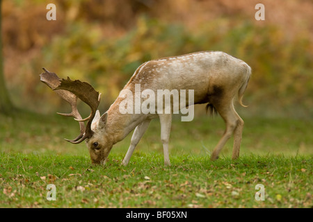 Daini Stag. Dama Dama (Artiodactyla) Foto Stock