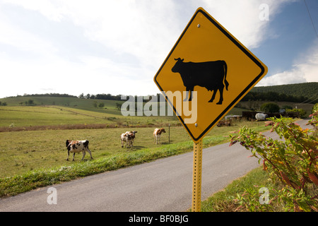 Le mucche pascolano sotto una mucca cartello stradale in Staunton, Virginia Foto Stock