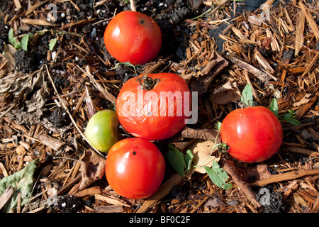 Marciume pomodori e USA, dalle foto Dembinsky Assoc Foto Stock