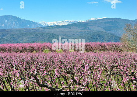 Peschi e fiori, Roussillon, Francia. Foto Stock