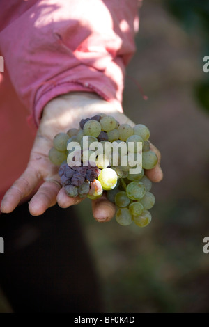 Vendanges raccolto di uve Alsazia muffa nobile lungo la Route des vins villaggi, Autunno, Alsace Haut Rhin, Francia 099617 Alsazia Foto Stock