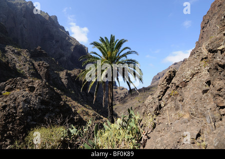 Paesaggio di Masca valley. Isola Canarie Tenerife, Spagna Foto Stock