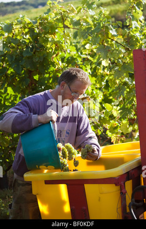 Vendanges uomo la raccolta delle uve Alsazia lungo la Route des vins villaggi, Autunno, Alsace Haut Rhin, Francia 099629 Alsazia Foto Stock