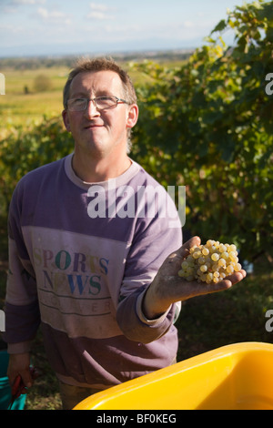 Vendanges dell'Alsazia uomo raccogliere le uve uve in mano sorridendo, Autunno, Alsace Haut Rhin, Francia 099630 Alsazia Foto Stock