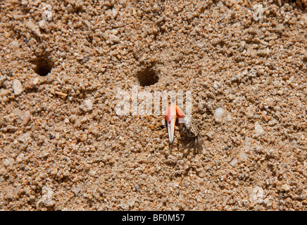 Orange Fiddler crab, Uca Sp., Bali, Indonesia Foto Stock