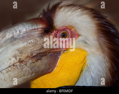 Faccia particolare della pianura-pouched Hornbill, Rhyticeros subruficollis Foto Stock