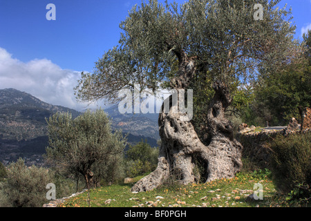 Albero di olivo, Maiorca Foto Stock