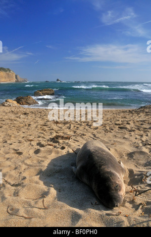 Guarnizione spiaggiata sulla spiaggia vicino a Santa Cruz, in California Foto Stock