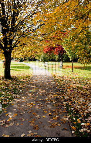 Tulip alberi (liriodendron tulipiferain) in East Grinstead Foto Stock