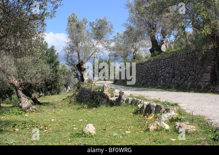 Uliveto vicino a Sóller, isola di Maiorca, SPAGNA Foto Stock