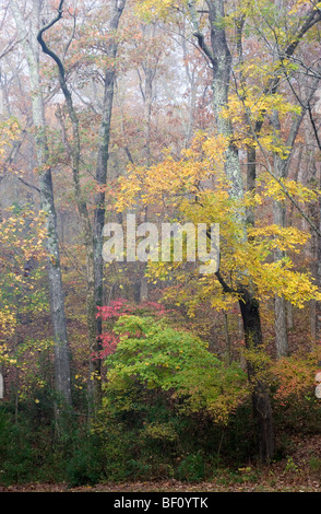 Caduta delle Foglie a Devil's den stato parco nella zona ovest di forcella, Arkansas. Foto Stock