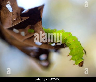 Una luna moth caterpillar pende da una foglia morta a Devil's den stato parco nella zona ovest di forcella, Arkansas. Foto Stock