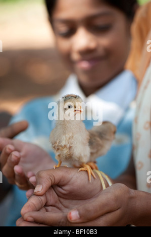 Giovani ragazze indiano con pulcini sulle loro mani. Andhra Pradesh, India Foto Stock