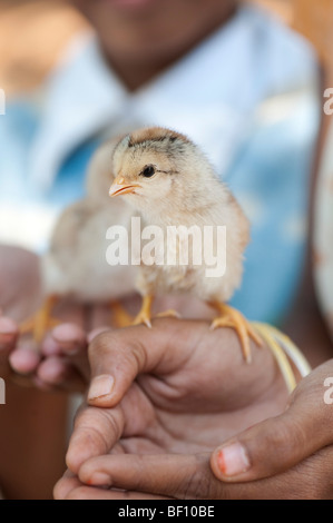 Giovani ragazze indiano con pulcini sulle loro mani. Andhra Pradesh, India Foto Stock