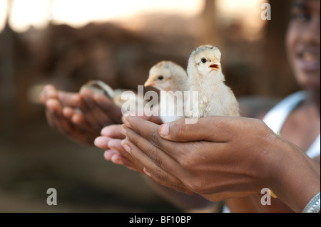 Giovani ragazze indiano con pulcini nel palmo della loro mano. Andhra Pradesh, India Foto Stock