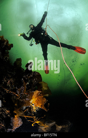 Immersioni sotto il ghiaccio, il ghiaccio subacqueo, Mare Bianco, Russia Foto Stock